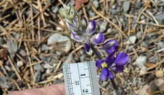 Lupinus grayi