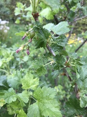 Ribes × nidigrolaria