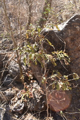 Casearia nitida