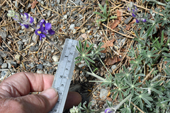 Lupinus grayi
