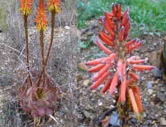 Aloe microstigma
