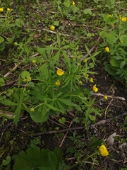 Ranunculus cassubicus