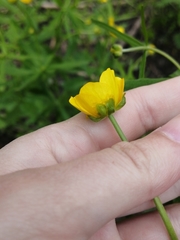 Ranunculus cassubicus