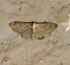 Idaea eremiata
