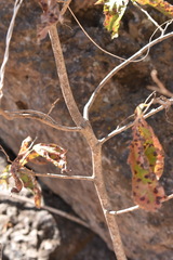 Casearia nitida