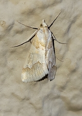 Pseudoschinia elautalis