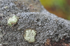 Circinaria caesiocinerea