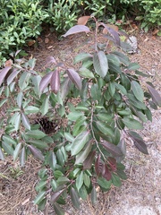 Diospyros virginiana image