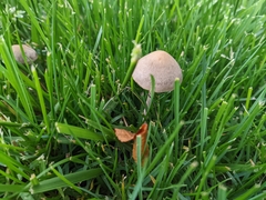 Panaeolus