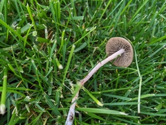Panaeolus