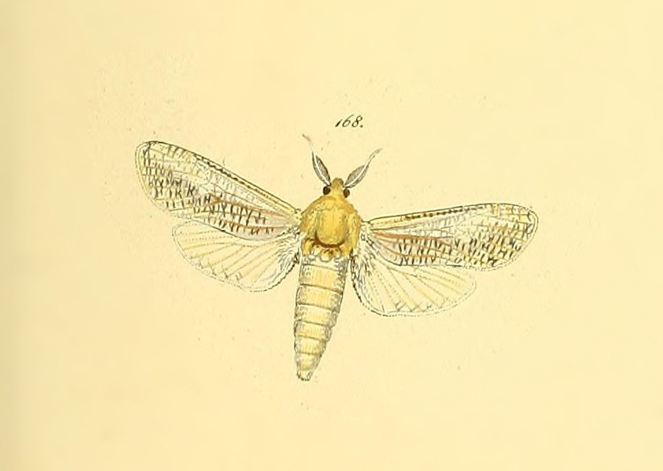 Azygophleps canadensis