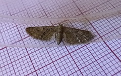 Gymnoscelis rufifasciata
