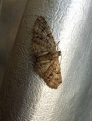 Gymnoscelis rufifasciata