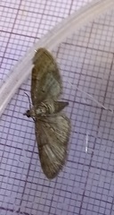 Gymnoscelis rufifasciata
