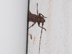 Stromatium longicorne