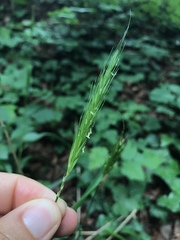 Hordelymus europaeus