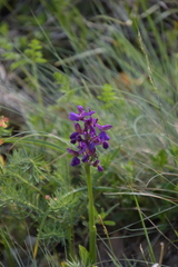 Anacamptis