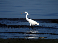 Egretta eulophotes