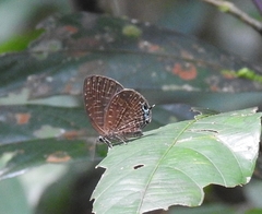 Arhopala democritus