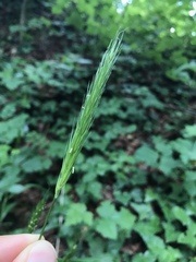 Hordelymus europaeus