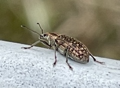Polydrusus pilosus