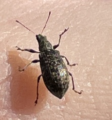 Polydrusus pilosus