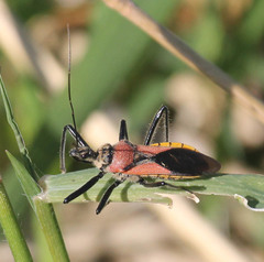 Rhynocoris segmentarius
