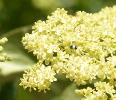 Anthrenus sophonisba