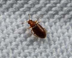 Melanophthalma simplex