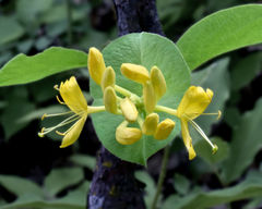 Lonicera hirsuta