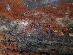 Botryobasidium simile