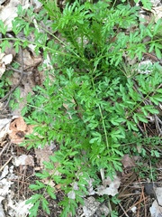 Cardamine impatiens
