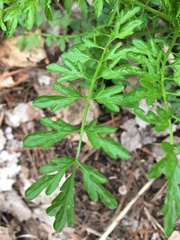 Cardamine impatiens