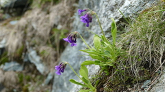 Primula latifolia