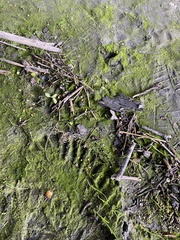 Vaucheria canalicularis