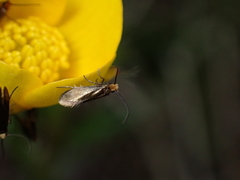 Micropterix