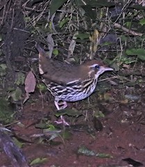 Chamaeza campanisona