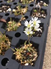 Sabulina dawsonensis