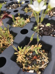 Sabulina dawsonensis