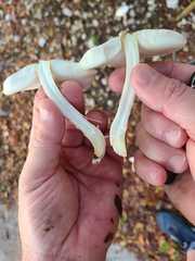 Leucoagaricus