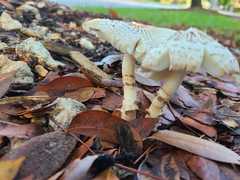 Leucoagaricus