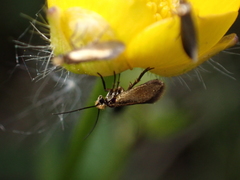 Micropterix