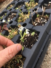 Sabulina dawsonensis