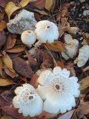 Leucoagaricus