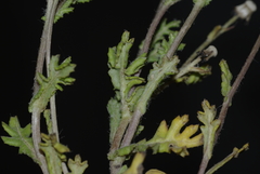 Senecio leucanthemifolius image