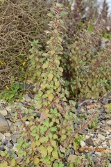 Forsskaolea tenacissima