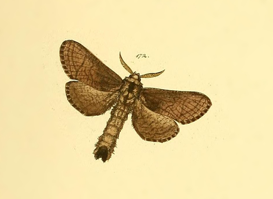 Hypopta aethiops