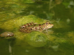 Pelophylax perezi