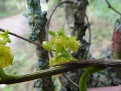 Polystachya concreta