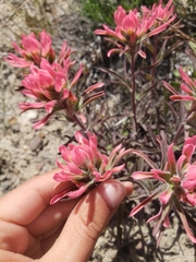 Castilleja angustifolia